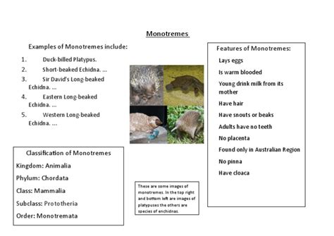 Monotremes: Examples of Monotremes Include: Features of Monotremes | PDF