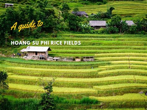 Discover The Incredible Beauty Of Hoang Su Phi Rice Fields