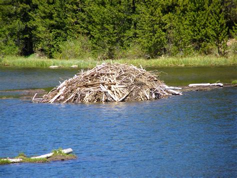 What Does a Beaver Lodge Look Like Beaver Lodge, Beaver Dam, North American Beaver, Lodge Look ...