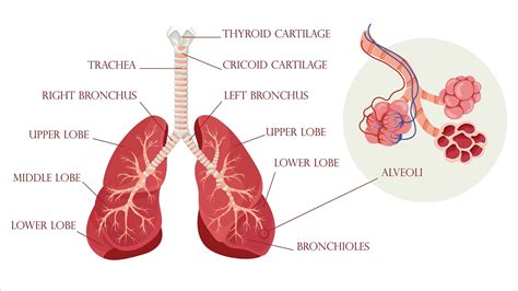 Mammal Respiratory System