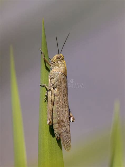 Migratory Locust Perched on Plant Stock Image - Image of agricultural ...