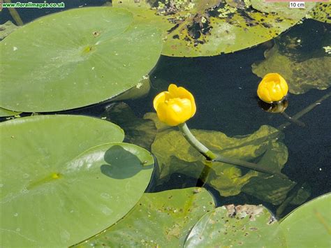 Nuphar lutea, picture 3 of 11