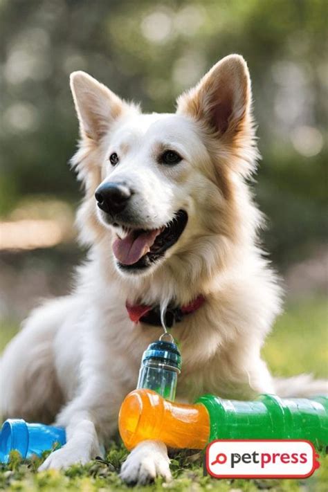 Thrill Your Pooch: Quick & Easy Water Bottle DIY Dog Toys! - PetPress