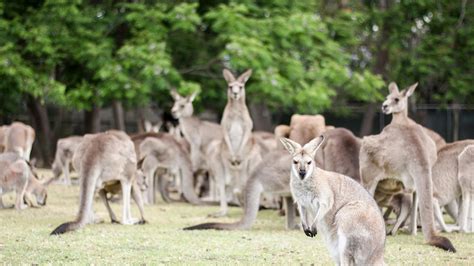 Lone Pine Koala Sanctuary