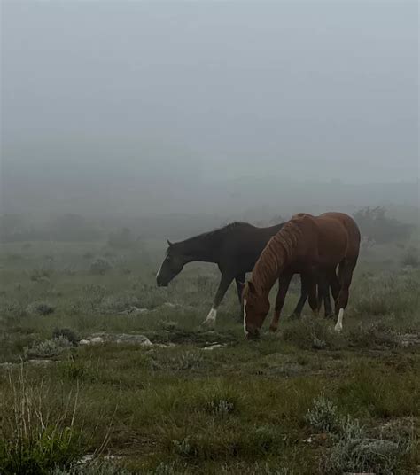 Getting to know the wild horses of South Africa