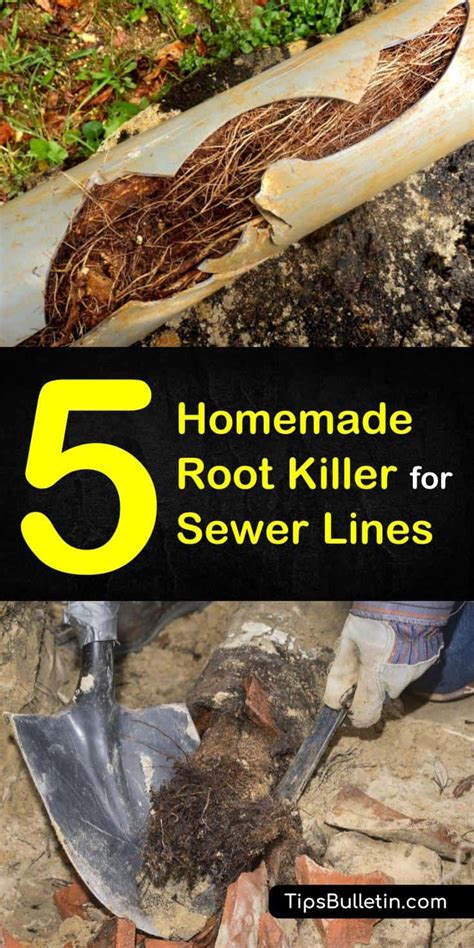 5 Homemade Root Killer for Sewer Lines Tips and Recipes | Recipe | Kill tree roots, Tree roots ...