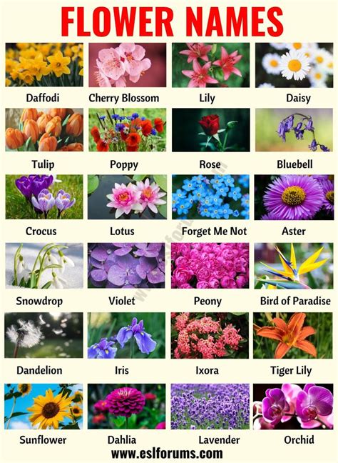 Flower Names: List of 25+ Popular Names of Flowers with the Pictures ...