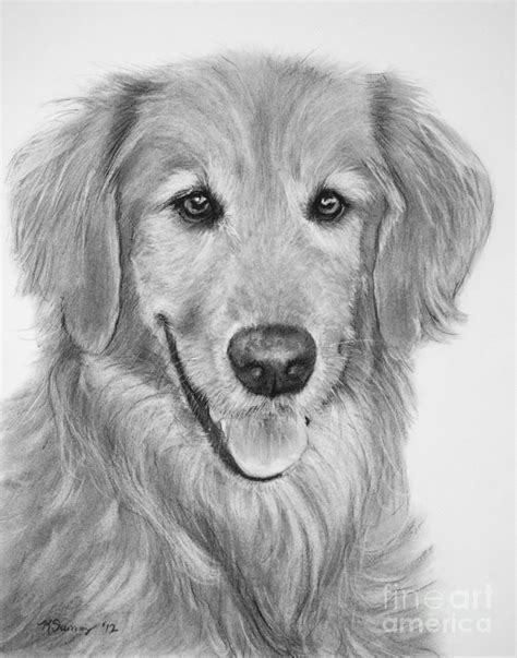 Golden Retriever Sketch by Kate Sumners in 2021 | Golden retriever drawing, Golden retriever ...