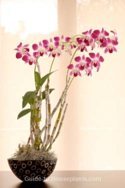 Dendrobium Orchid Care Tips