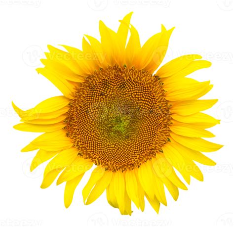 Free Close up photo of single fresh beautiful yellow sunflower isolated ...