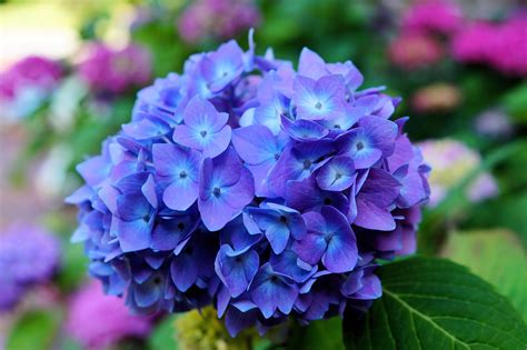 Download Blue Flower Flower Close-up Nature Hydrangea 4k Ultra HD Wallpaper