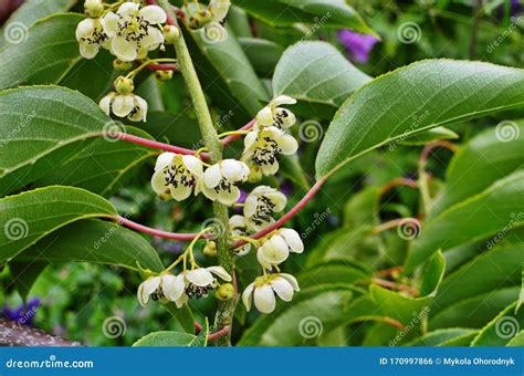 Kiwi Male Flower on Tree. Kiwifruit Actinidia Stock Photo - Image of ...