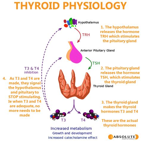 What Is Thyroid Hormone Conversion? Absolute Health, 52% OFF