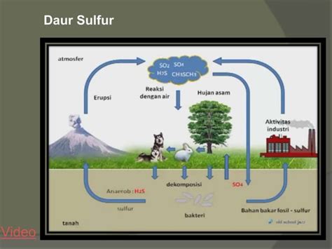 Daur biogeokimia sulfur | PPT