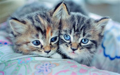 Download wallpapers Manx, kittens, pets, freinds, domestic cat, small ...