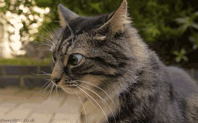 Funny Cat Gifs