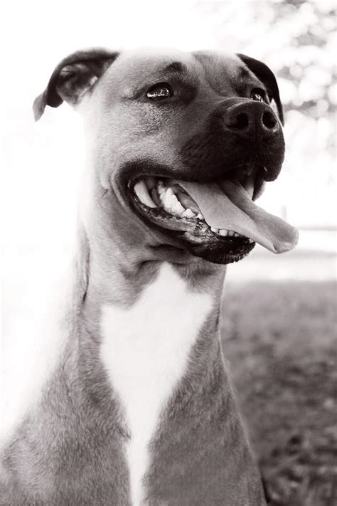 Happy amstaff in black and white Photograph by Angela Emanuelsson - Fine Art America