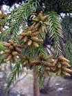 Cryptomeria japonica (sugi) description