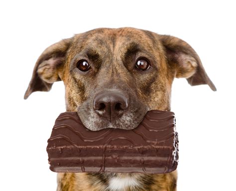 Why is chocolate so bad for dogs? - Why is chocolate so bad for dogs?