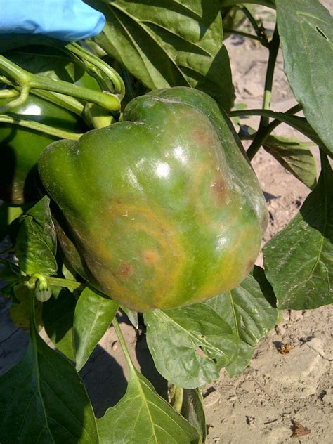 Phytophthora Blight - Peppers - Ontario CropIPM