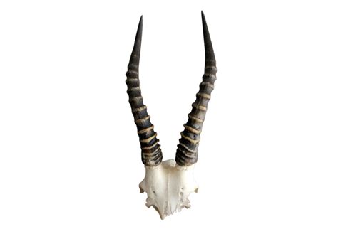 African antelope, Antlers, Antelope horns