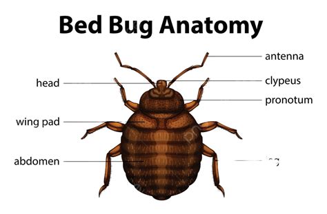 Bed Bug Anatomy Abdomen Parasitic Blood Vector, Abdomen, Parasitic, Blood PNG and Vector with ...