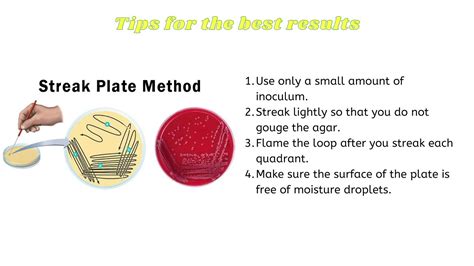 Streak Plate Method | Biology Ideas - YouTube