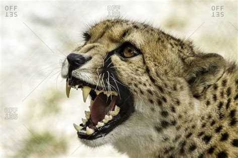 Close up of a roaring cheetah stock photo - OFFSET