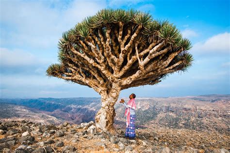 Join me on My Socotra Group Tour in January 2021