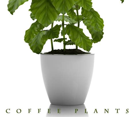 COFFEE PLANT 3D Model $18 - .fbx .max - Free3D