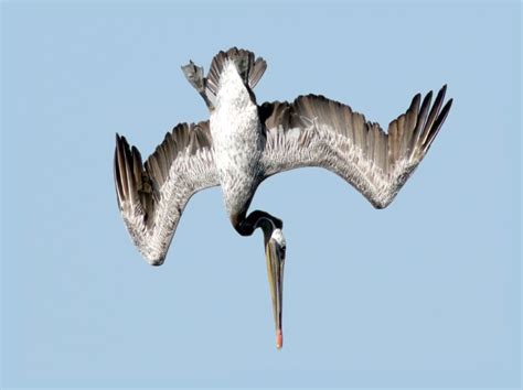 Pelican | San Diego Zoo Animals & Plants