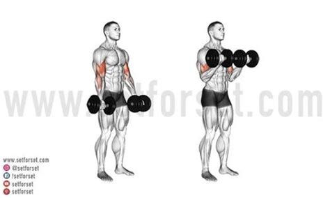 12 Best Dumbbell Biceps Exercises - SET FOR SET