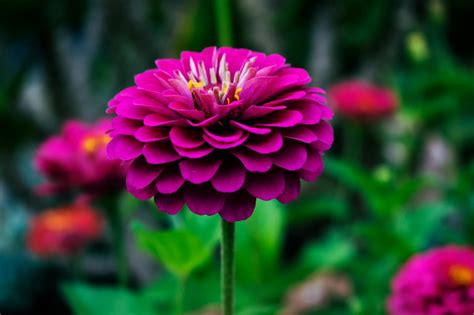 Macro Photography of Red Petal Flower · Free Stock Photo