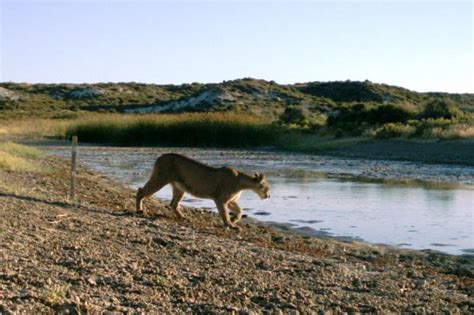 Puma (Cougar): Species in World Land Trust reserves