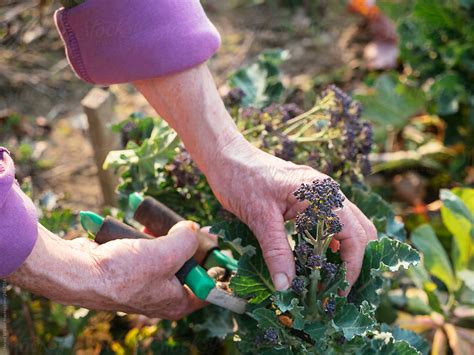 "Harvesting Early Purple Sprouting Broccoli" by Stocksy Contributor ...