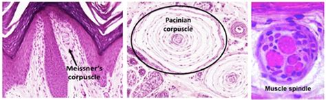 Sensory Neurons Microscope