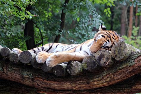 Free photo: Tiger, Cat, Wilderness, Animal - Free Image on Pixabay - 743721