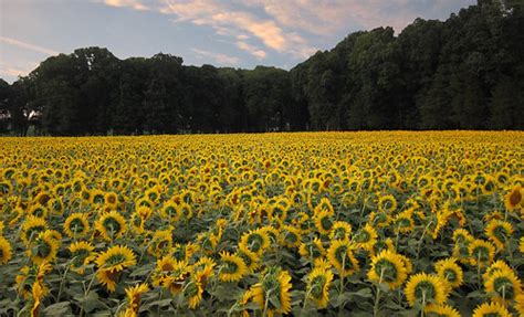 Sunflowers for Wishes | Since 2003 Buttonwood's Farms, a loc… | Flickr