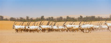 Qatar Environment Day.. Continuous Achievements, Long-Term Strategy ...