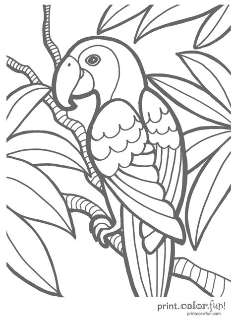 Rainforest Birds Coloring Pages at GetColorings.com | Free printable colorings pages to print ...