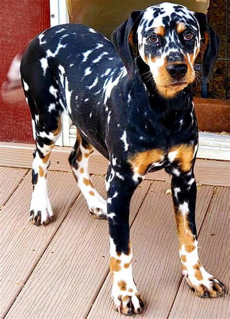 Enjoy this tri-colored Dalmation.