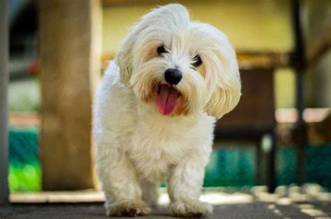 Ultimate List of Top 250+ Adorable Maltese Dog Names for 2022