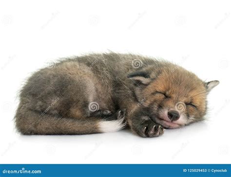 Sleeping red fox cub stock image. Image of studio, cute - 125029453