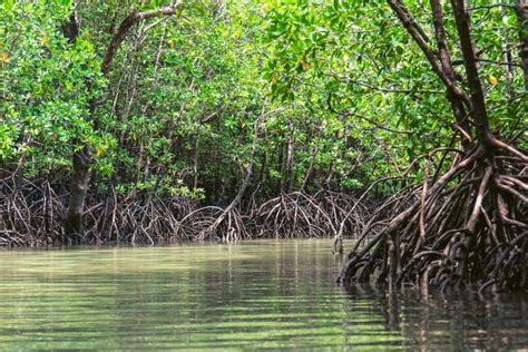 8 Most Beautiful Mangrove Forests in India You Have To Explore