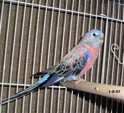 ﻿Bourke Parakeets﻿I am currently working with.. NORMAL RAINBOW ROSIE [DEEP SALMON PINK] CREAM ...