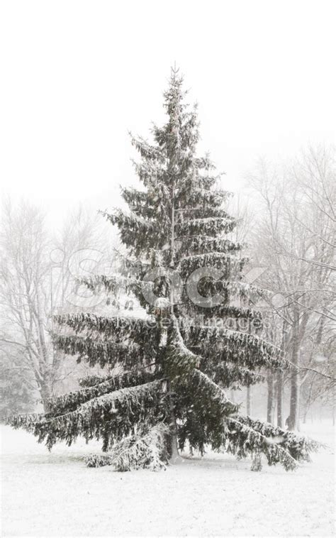 Snowy Evergreen stock photos - FreeImages.com