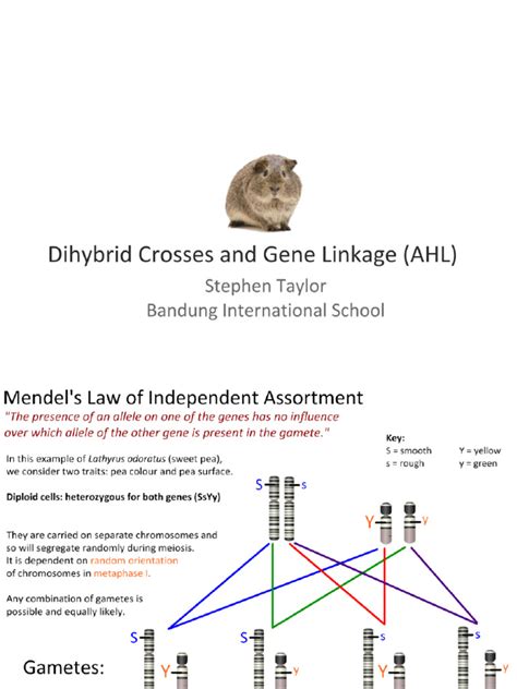 Dihybrid Crosses and Gene Linkage | PDF