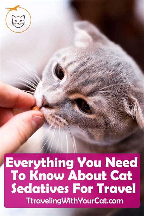 Everything You Need To Know About Cat Sedatives For Travel | Cats ...