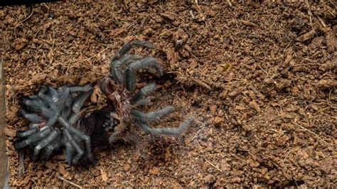 Mexican Red Rump tarantula sling molting time lapse - YouTube