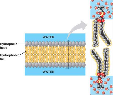 microbiology - Why do cell membranes have a lipid bilayer instead of a monolayer? - Biology ...